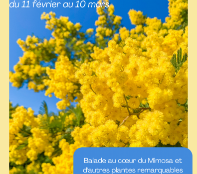 Fleurs d’hiver : mimosas et autres plantes remarquables – Balade accompagnée