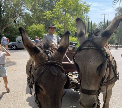 Tours en calèche par les ânes de Maëlia